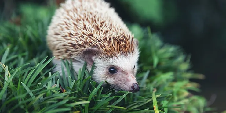 Imagen cabecera post