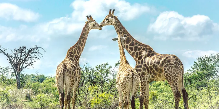 Imagen cabecera post