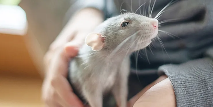 Imagen cabecera post