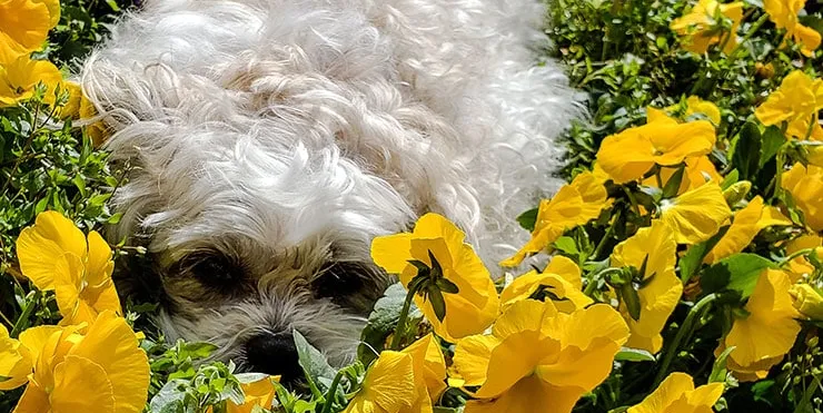 Imagen cabecera post