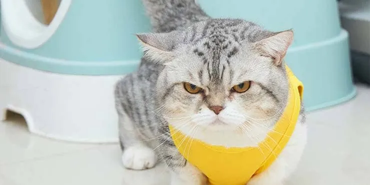 Imagen cabecera post