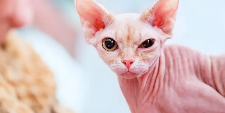 Imagen cabecera post