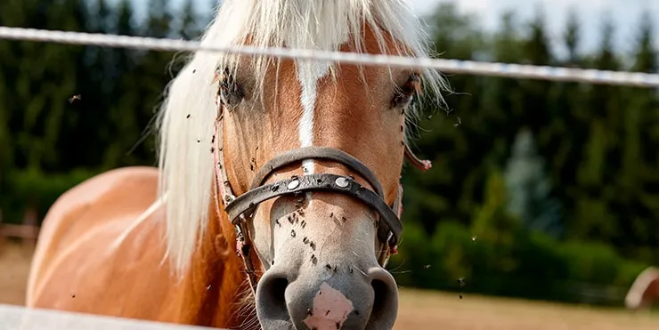 Imagen cabecera post