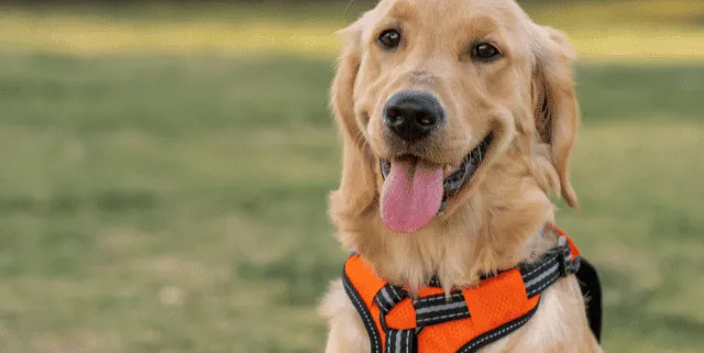 Imagen cabecera post