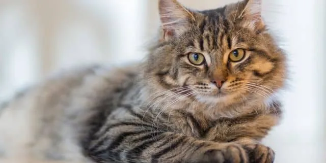 Imagen cabecera post