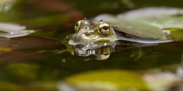 Imagen cabecera post