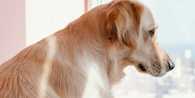 Imagen cabecera post