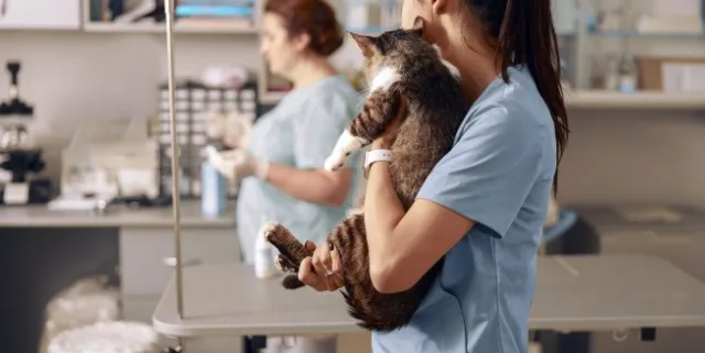 Imagen cabecera post