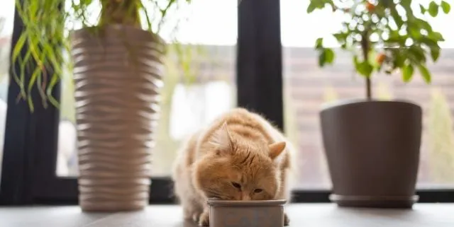 Imagen cabecera post