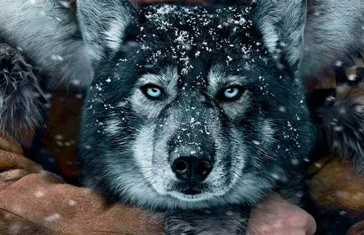 Imagen destacada