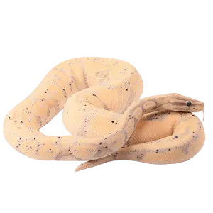HOME-Serpiente-500x500-1-convertido-de-png