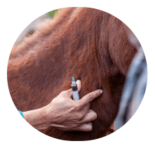 Cursos de Veterinaria: Especialízate en lo(s) que más te gusta(n)