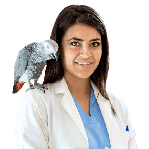 Másteres en Veterinaria: Lleva aún más lejos tu instinto animal