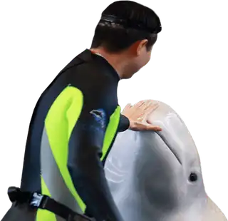 Especialista en Mamíferos Marinos online