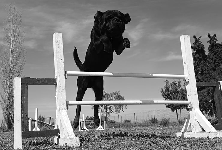 entrenamiento agility para perros