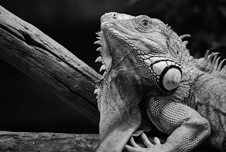 la iguana como mascota exótica