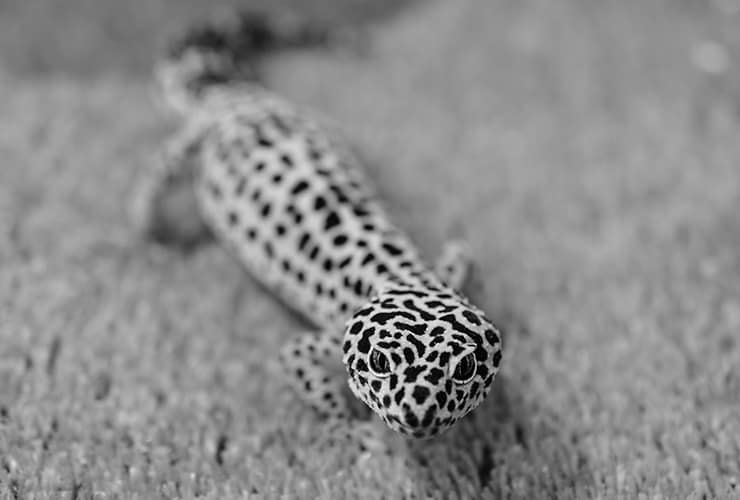 gecko leopardo mascota reptil