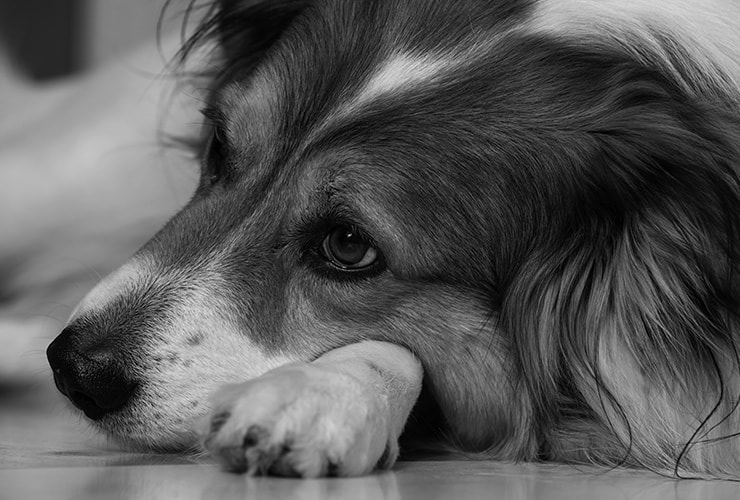 Derretido camino desarrollo de Cuidados veterinarios: giardia en perros