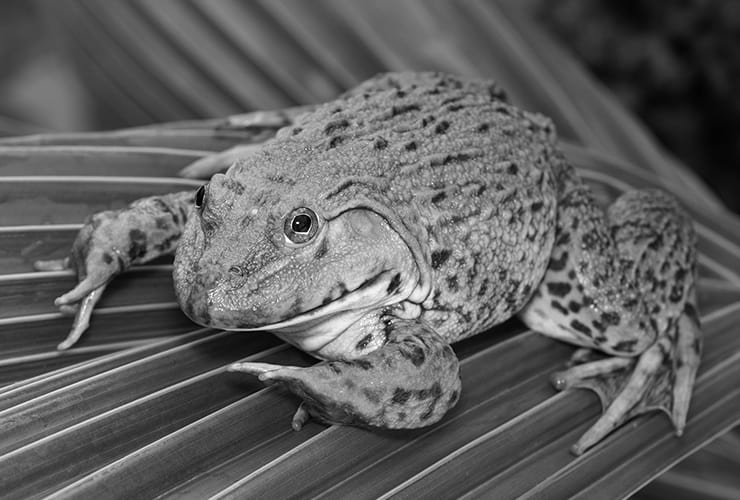 la rana toro como mascota exótica