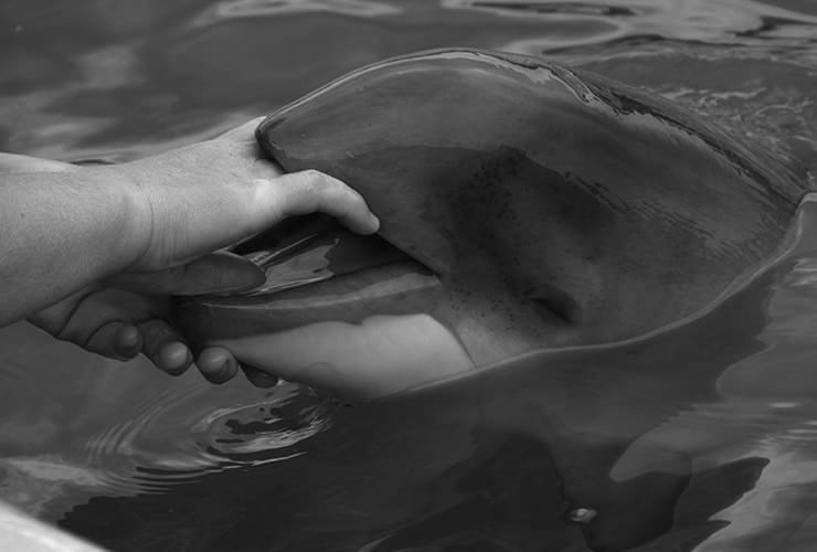 terapia con delfines