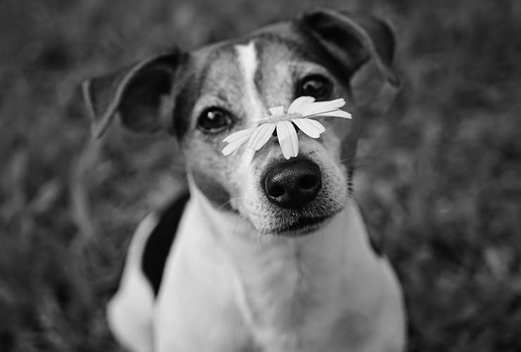 alergia en perros – cuidados