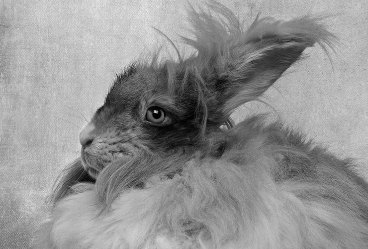 conejo de Angora como mascota
