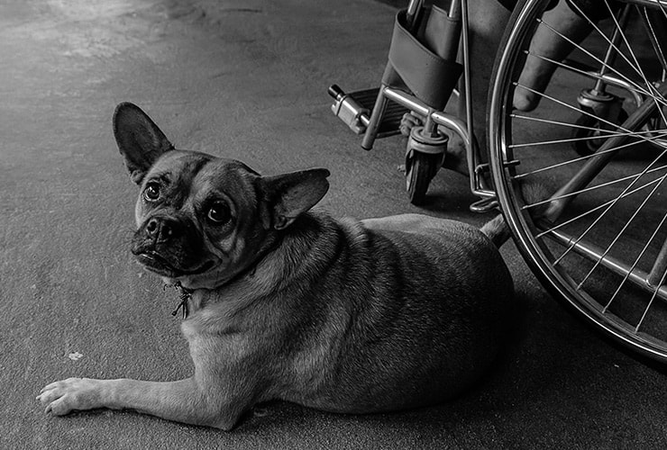 perros de asistencia – terapia asistida con animales
