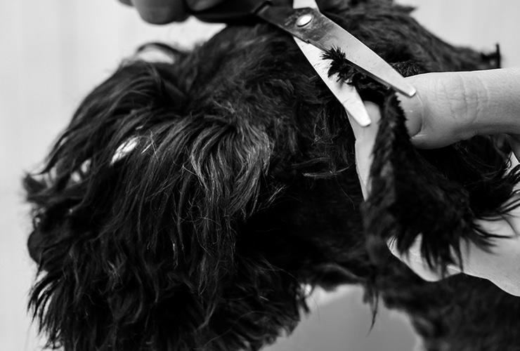 curso de peluquería canina precio