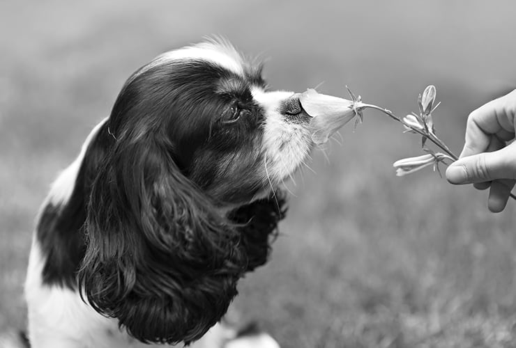 canina: Desodorante perros | Nubika
