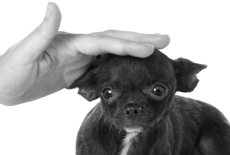 Fisioterapia para perros – Cuidados veterinarios