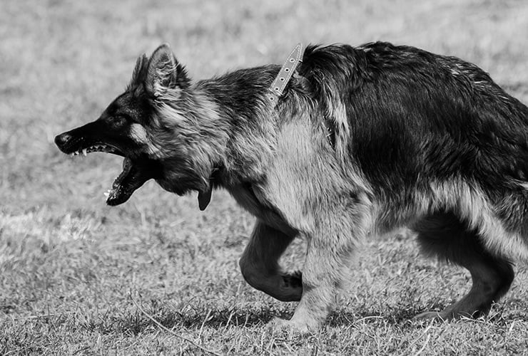 Perros agresivos – Adiestramiento Canino