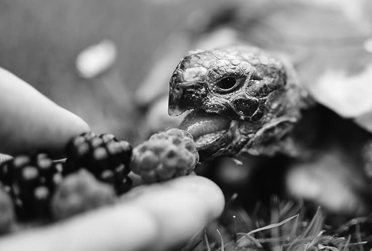 cómo cuidar una tortuga – mascotas exóticas