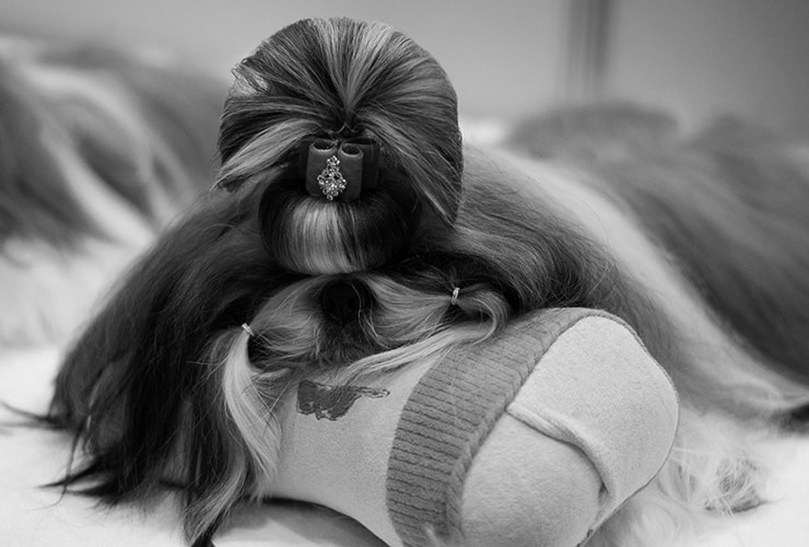 curso peluquería canina Madrid – opciones formativas