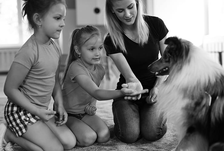 Terapia Asistida con Animales Sevilla – trabaja entre animales