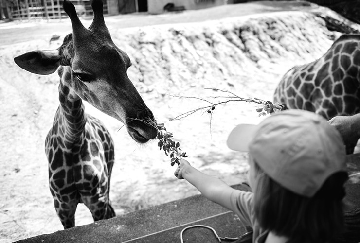 Pros y contras de los zoológicos – cuidador de zoo