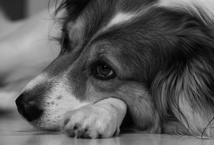 Ansiedad por separación en perros – Auxiliar de Veterinaria