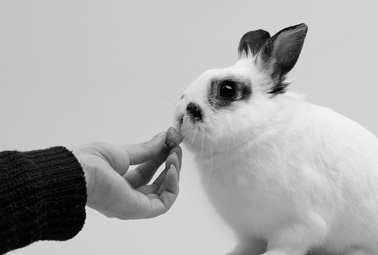 Cómo cuidar a un conejo – aspectos veterinarios