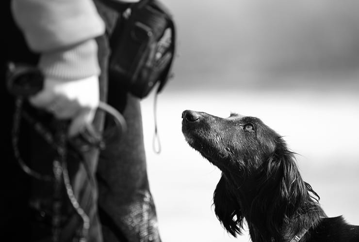Educador canino − adiestramiento