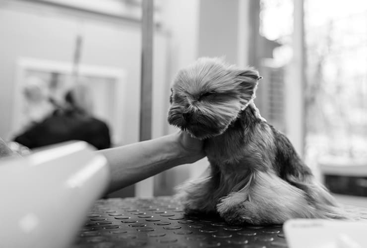 Montar peluquería canina – negocio en auge