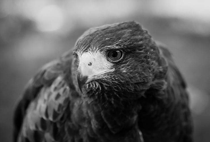 águila de Harris – mascotas exóticas