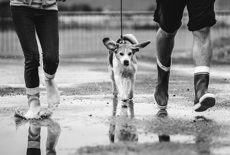Cómo pasear a un perro – Adiestramiento Canino