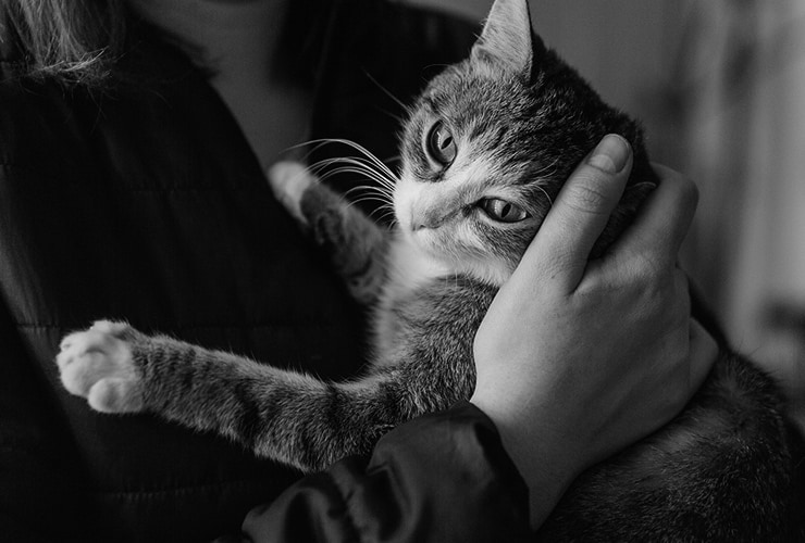 Gatos de terapia – Terapia Asistida con Animales