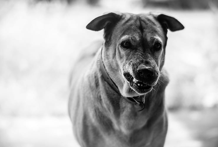 Rabia en perros – Auxiliar Veterinario