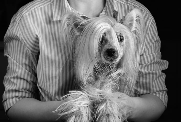 Tipos de pelo en perros – Peluquería Canina
