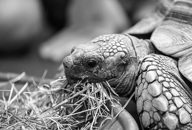 Veterinario de tortugas – Animales Exóticos