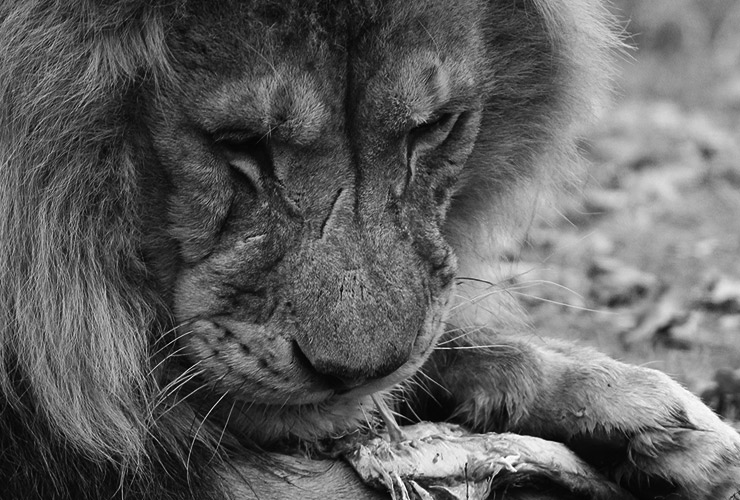 Alimentación del león – Cuidador de zoo