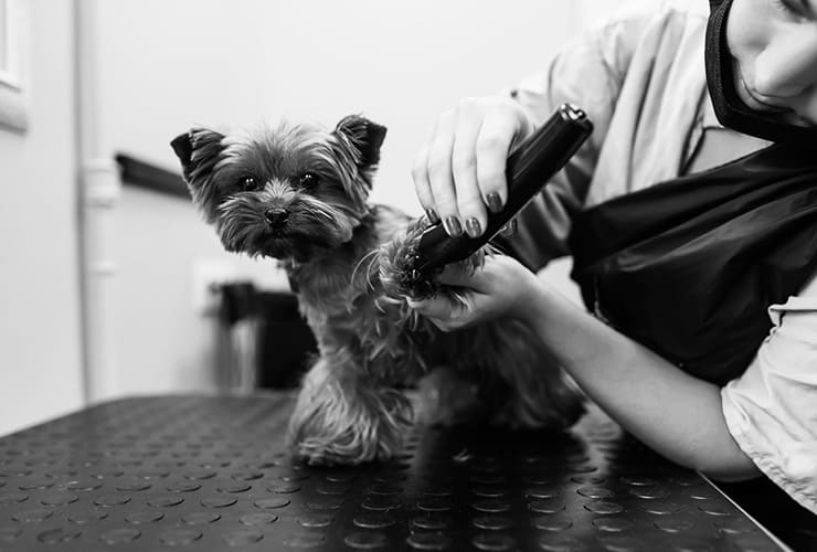 Cómo cortar el pelo a un yorkshire – Peluquería Canina