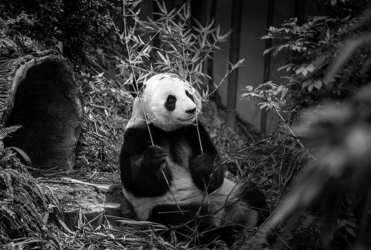 Alimentación del oso panda – Cuidador de Animales de Zoológico