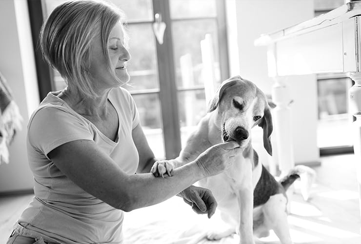 Perros para diabéticos – Terapia Asistida con Animales