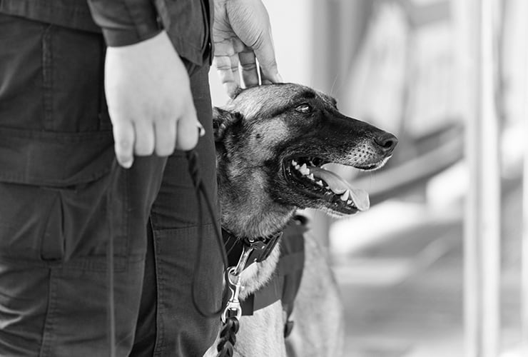 Adiestramiento perros policía − Adiestramiento Canino
